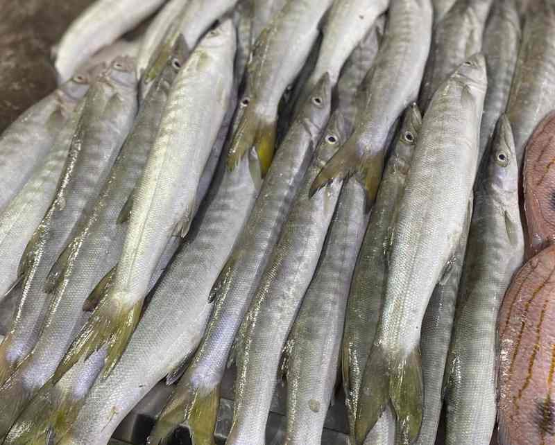تصویر 3 از ماهی شیر نیزه با طعم اصیل دریایی و ارزش غذایی مناسب انتخابی مطمئن برای مراکز عرضه آبزیان